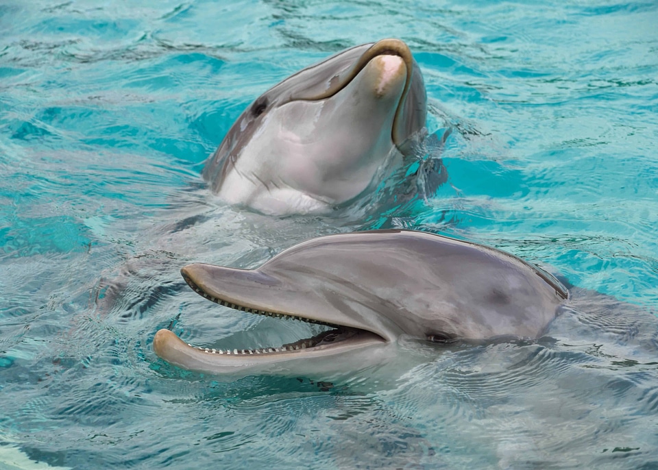 Animal beautiful photo dolphin