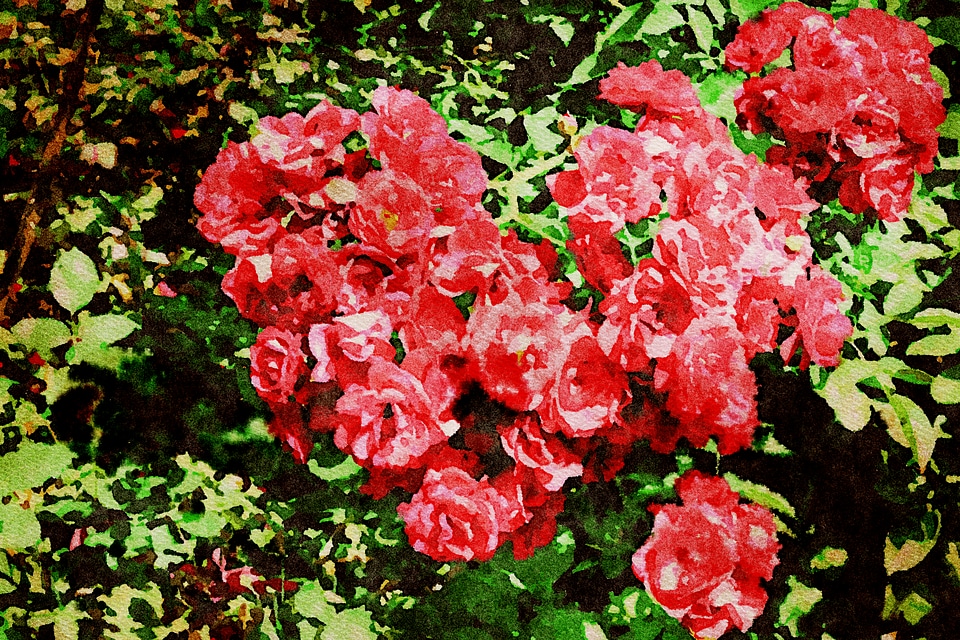 Beautiful Flowers blooming blossom