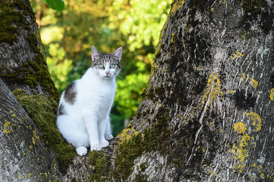 Animal cat domestic cat