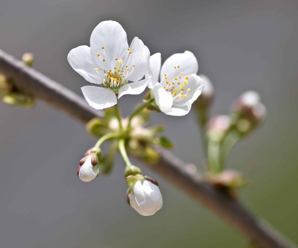 Beautiful Flowers blooming blossom