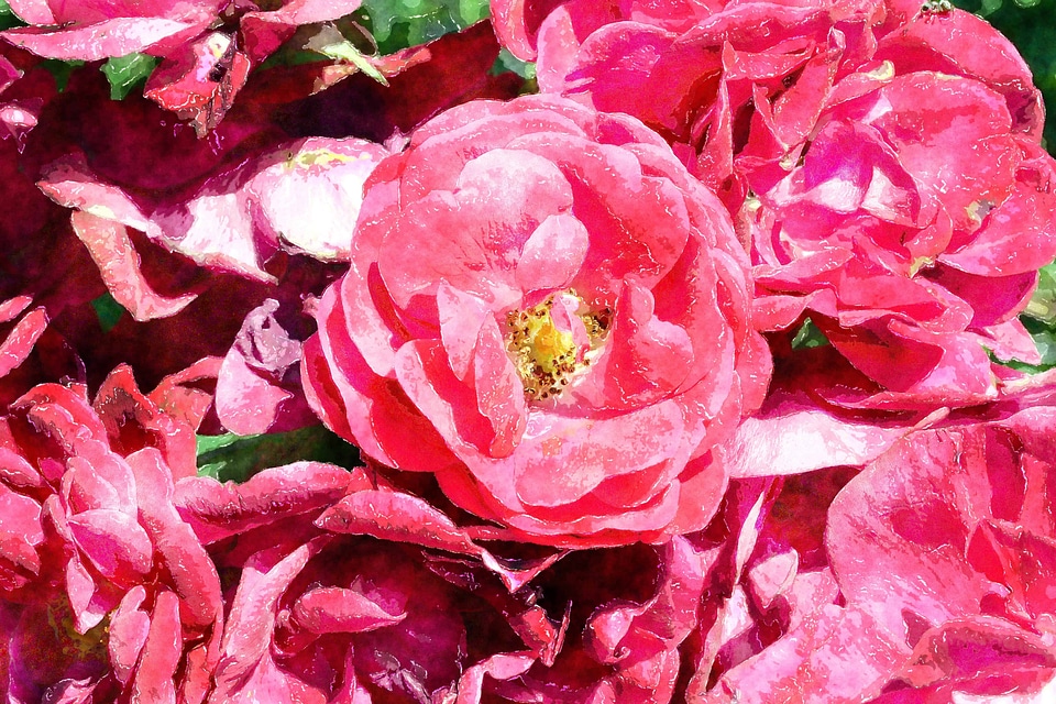 Beautiful beautiful flowers blooming