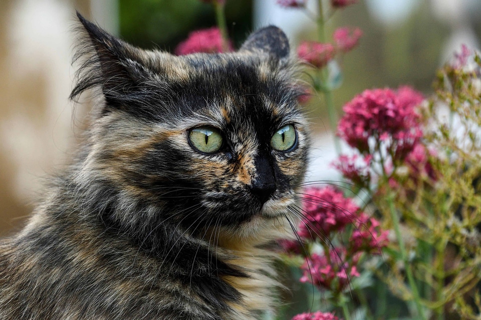 Animal beautiful flowers beautiful photo