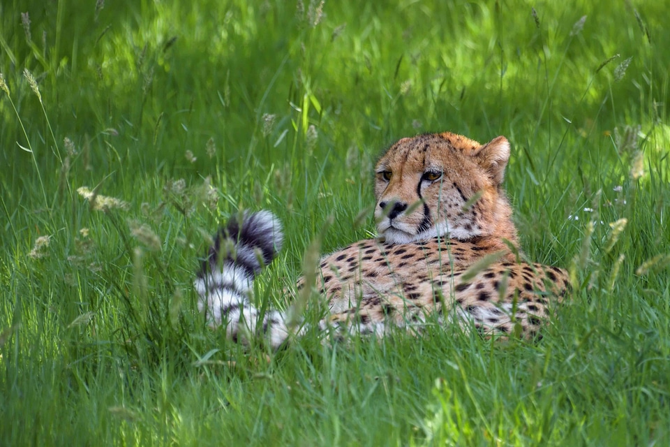 Animal beautiful photo cheetah
