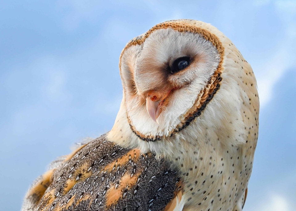 Animal avian beak photo