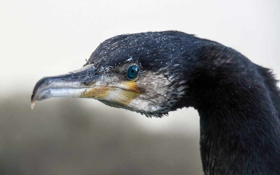 Animal avian beak photo