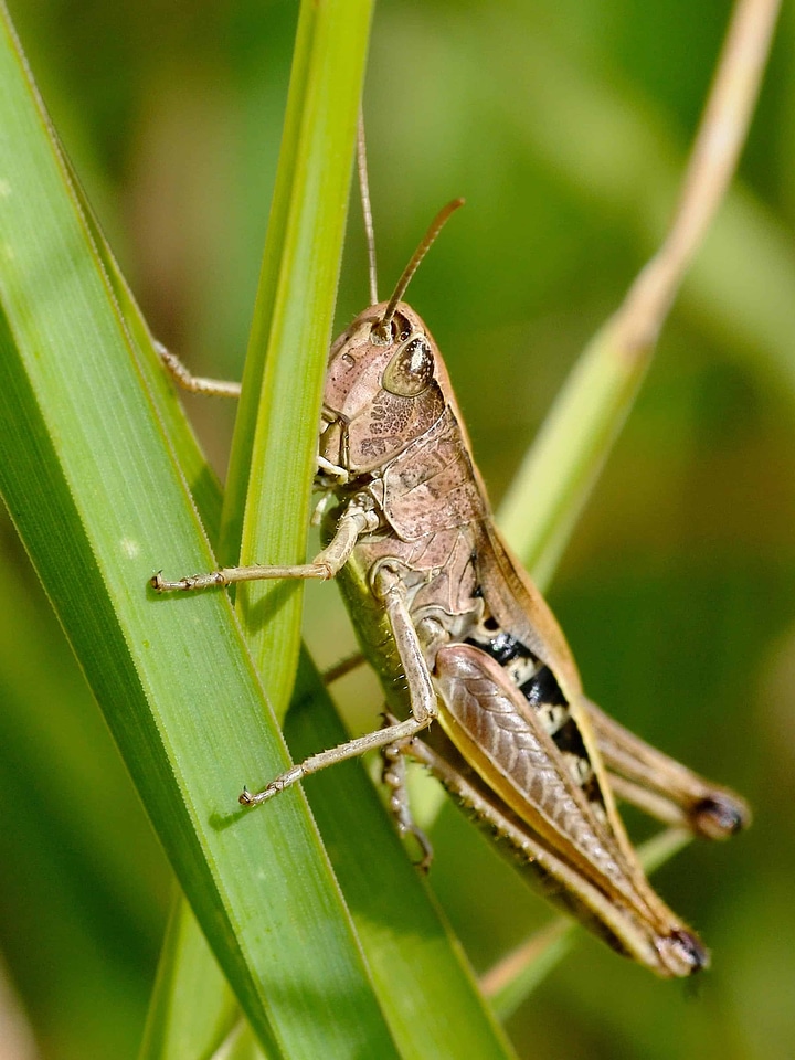 Animal arthropod bug