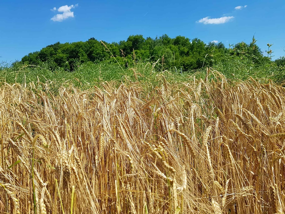 Agriculture cereal cloud