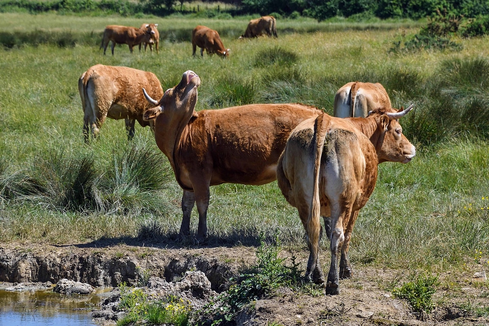 Agriculture animal bovine