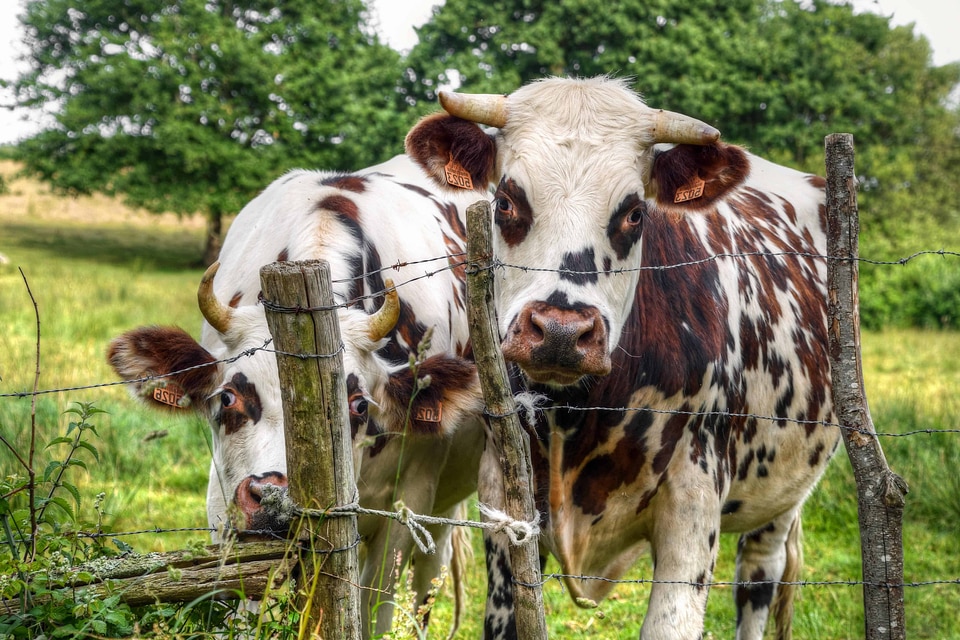Agriculture animal bovine
