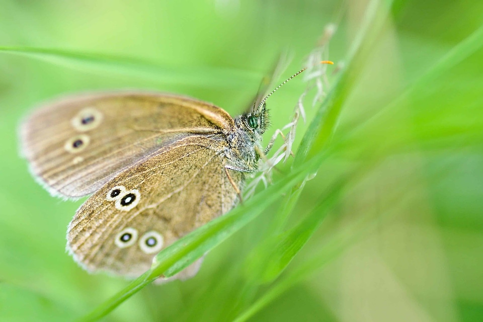 Animal arthropod butterfly