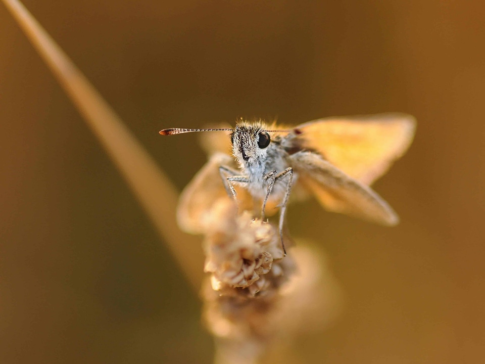 Animal arthropod bee