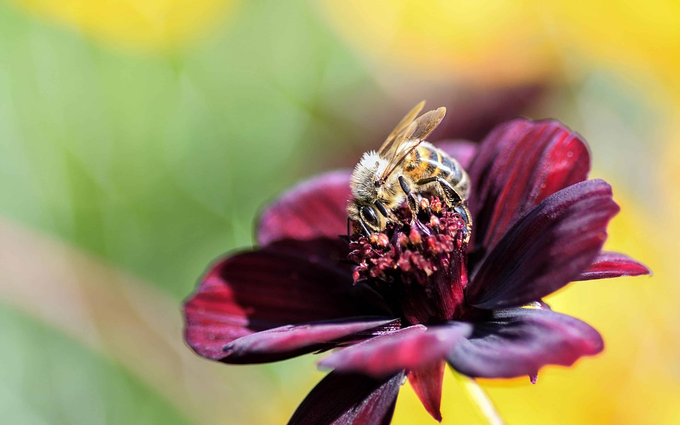 Beautiful Flowers bee blooming