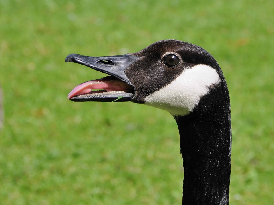 Animal avian beak photo