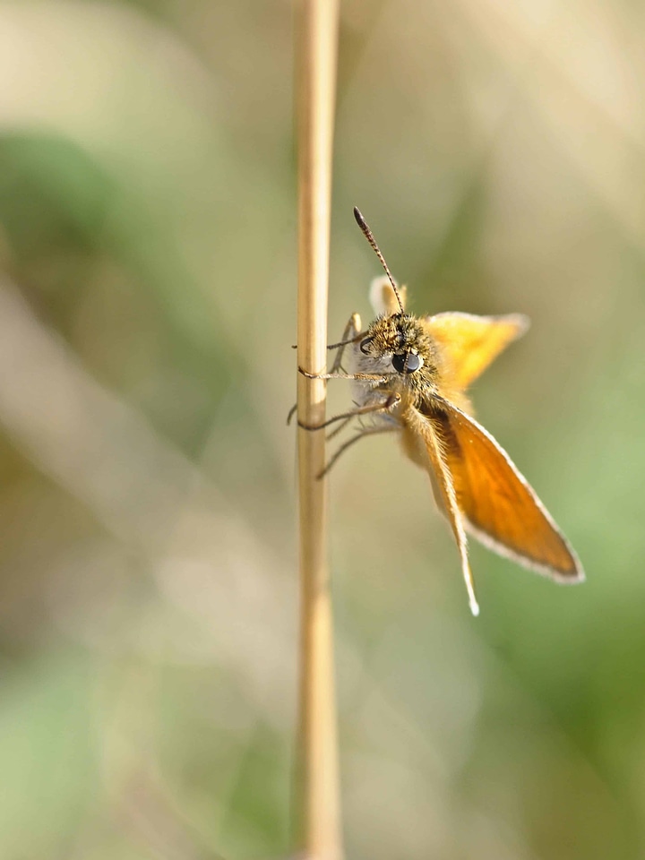 Animal arthropod bug