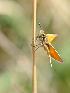 Animal arthropod bug photo