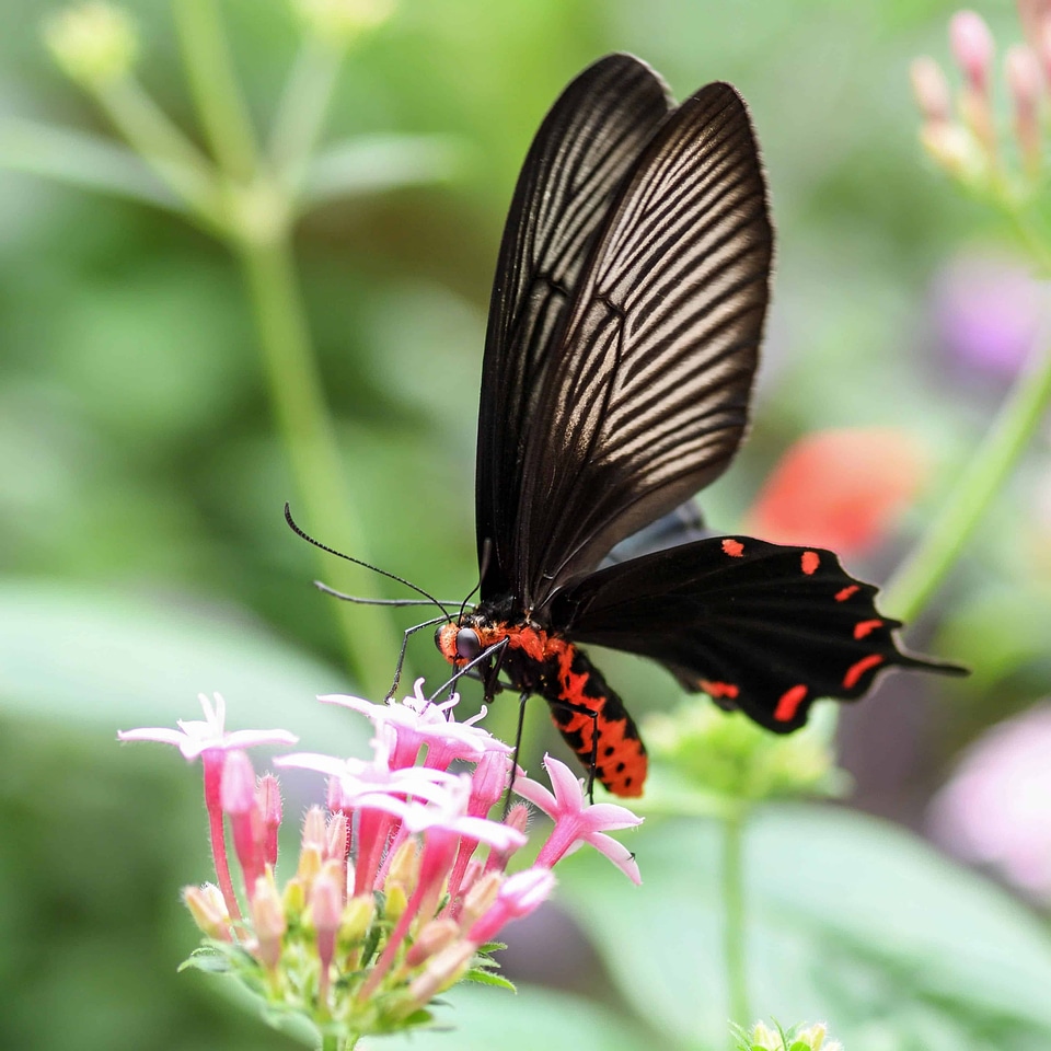 Animal arthropod beautiful flowers