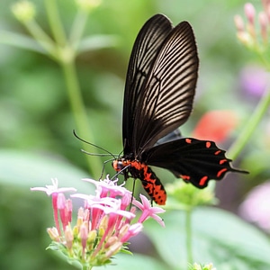 Animal arthropod beautiful flowers