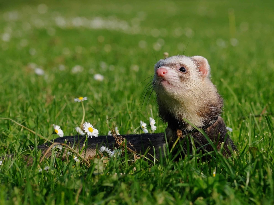 Animal cute fauna