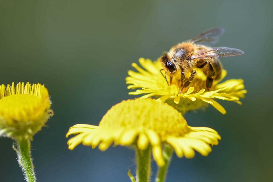 Bee blossom dandelion