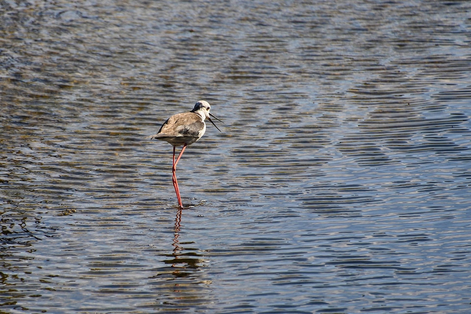 Animal avian beak