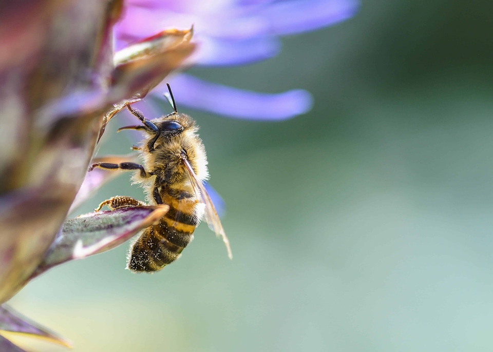 Animal arthropod bee