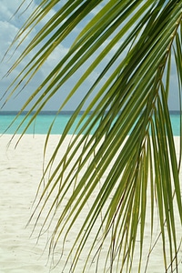 Sea beach palma photo