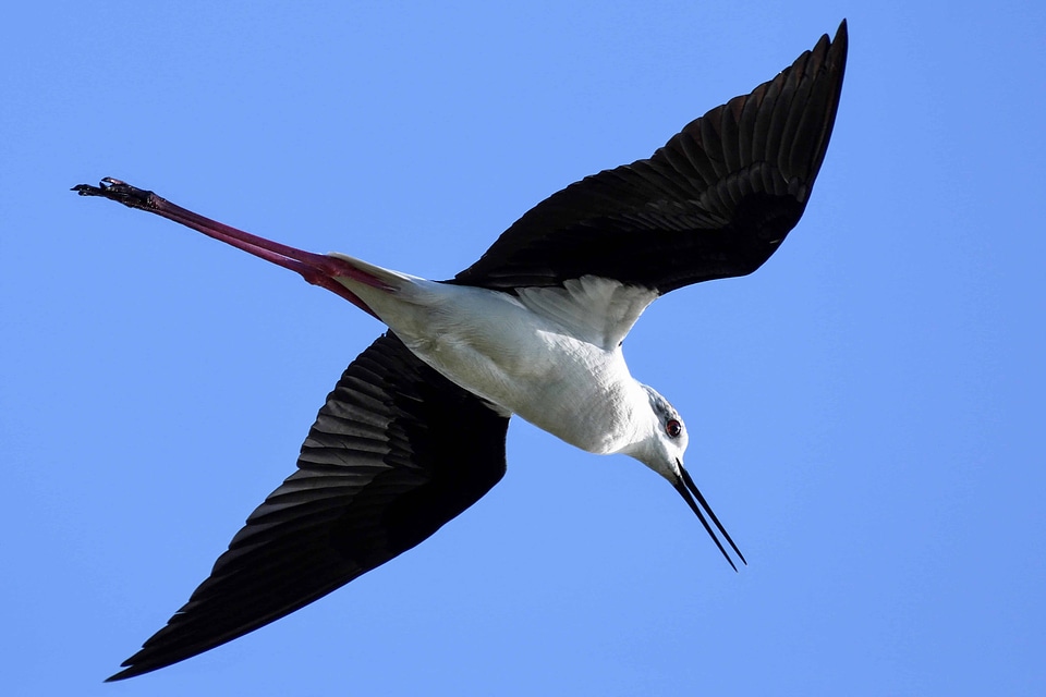 Animal avian beak photo