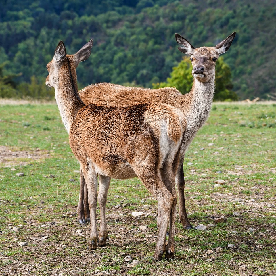 Animal antler deer