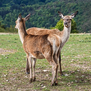 Animal antler deer photo