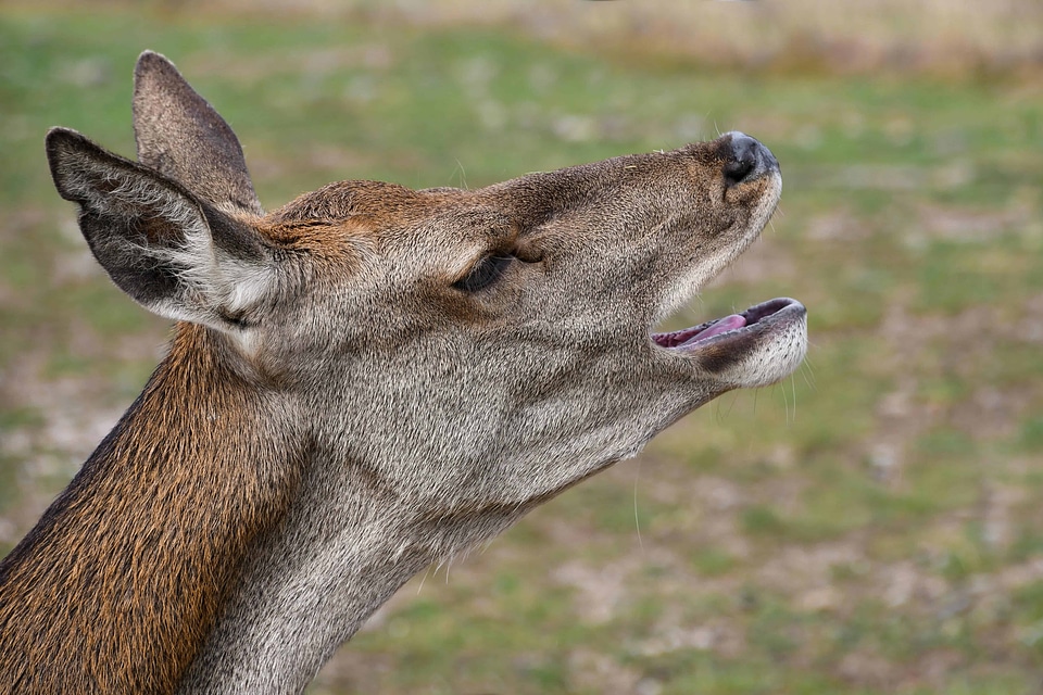 Animal beautiful photo deer
