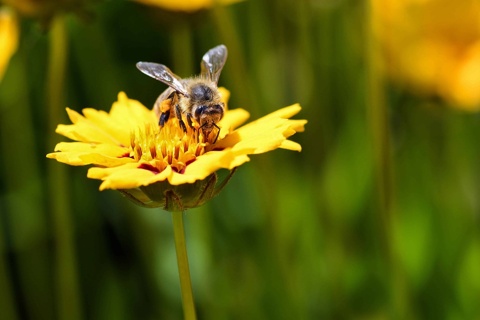Animal arthropod beautiful flowers