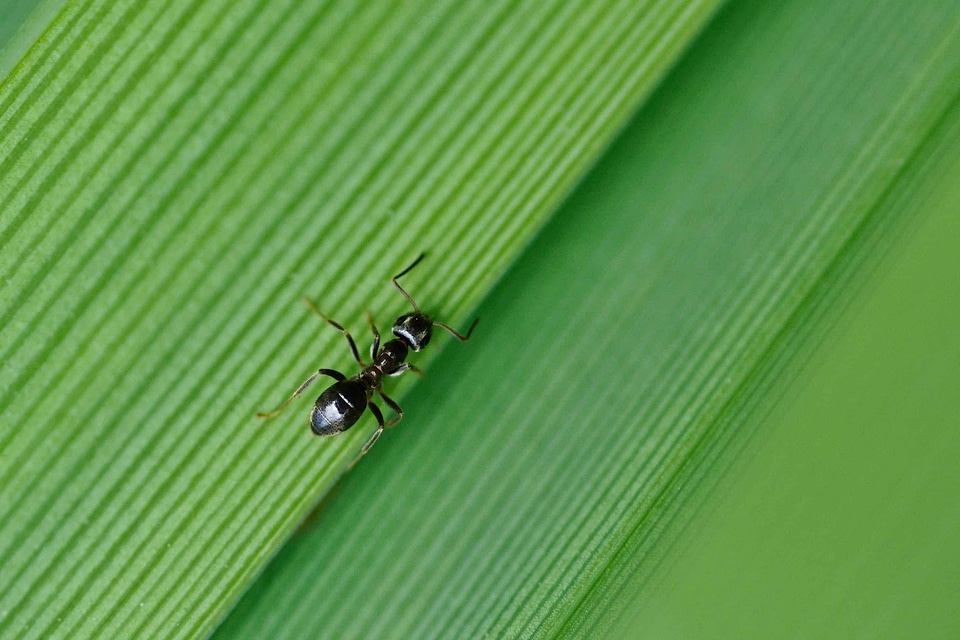 Animal ants arthropod