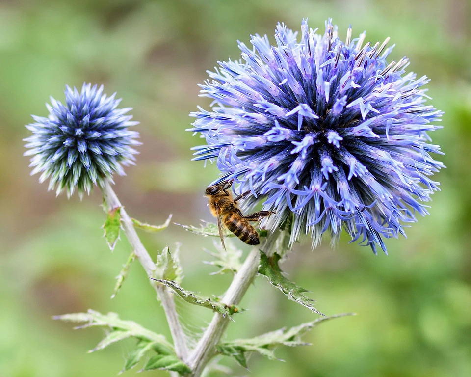 Animal arthropod beautiful flowers