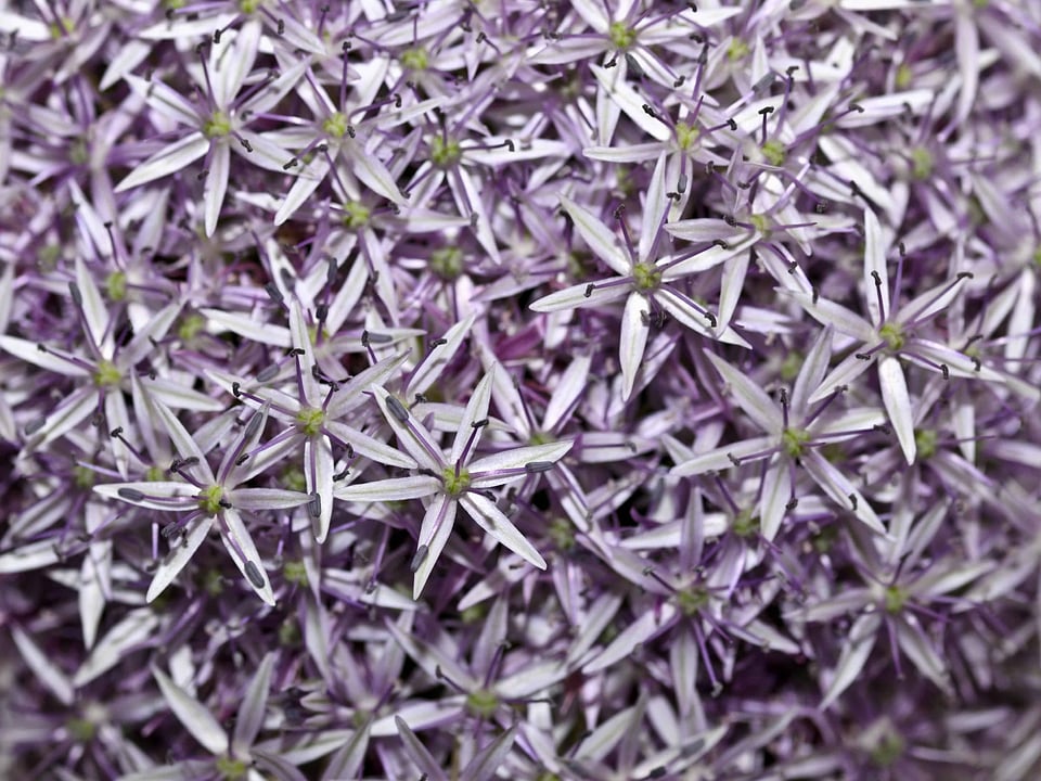 Beautiful Flowers blooming blossom