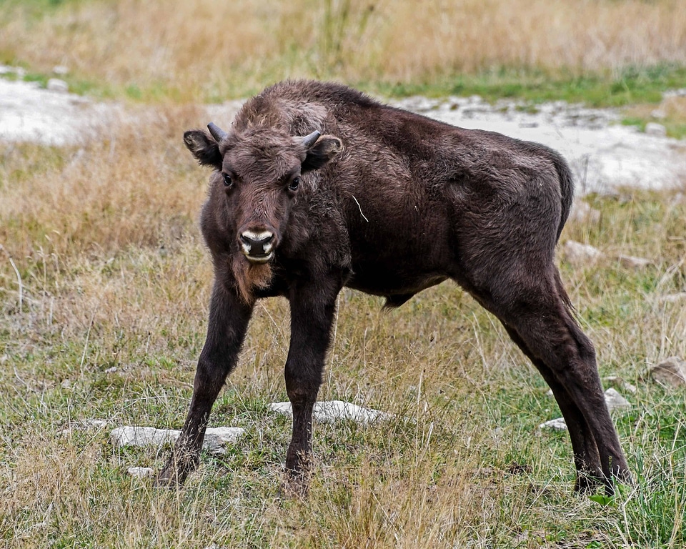 Animal brown cattle