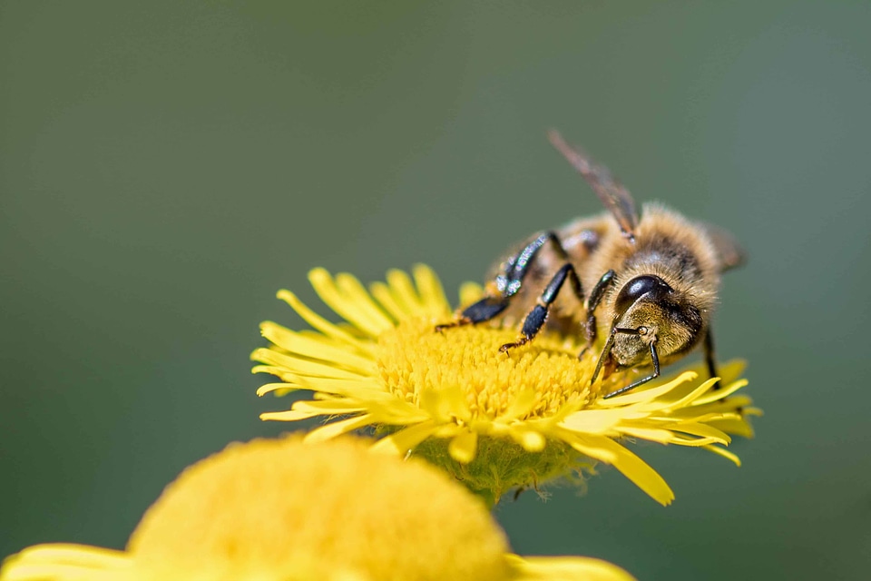 Animal arthropod beautiful flowers