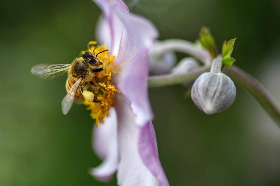 Animal arthropod beautiful flowers