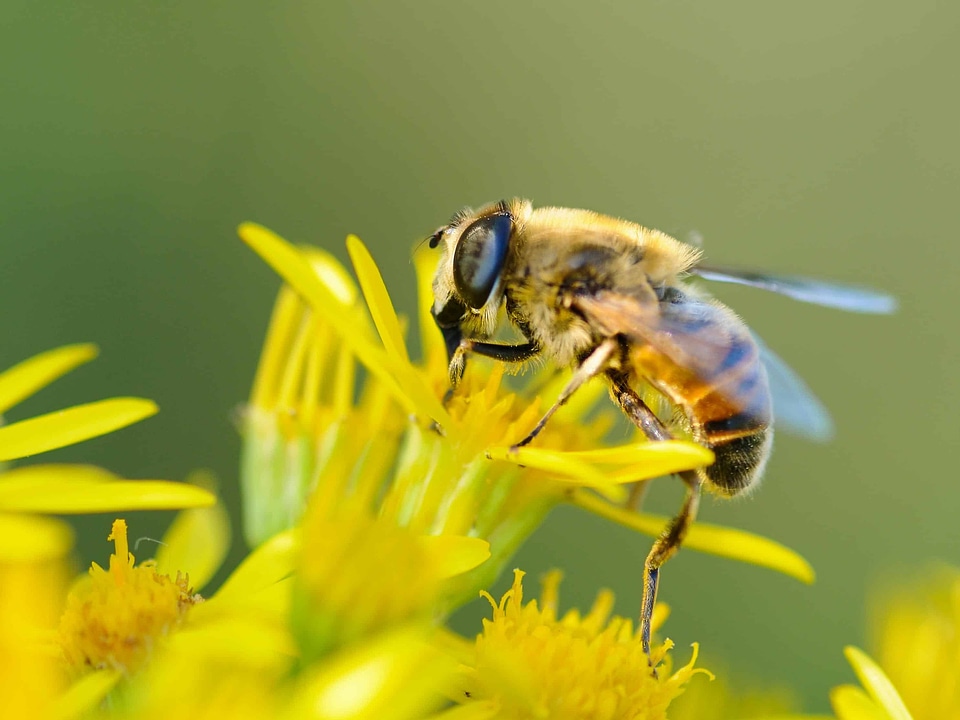Animal arthropod beautiful flowers