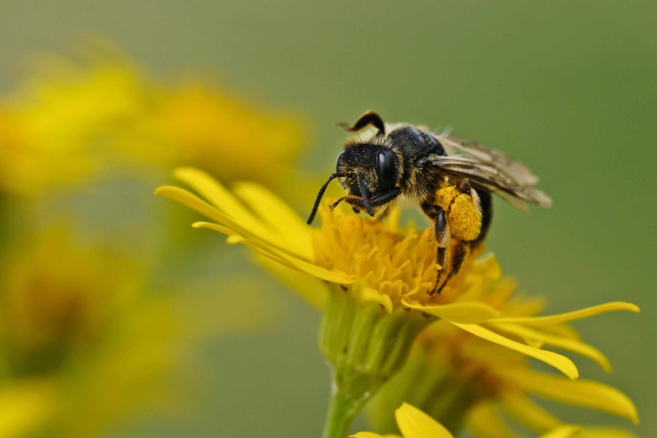 Animal arthropod beautiful flowers