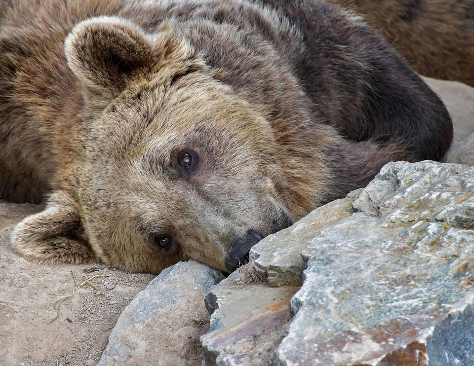 Animal bear fauna