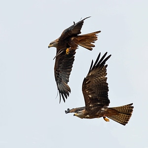 Animal avian beak
