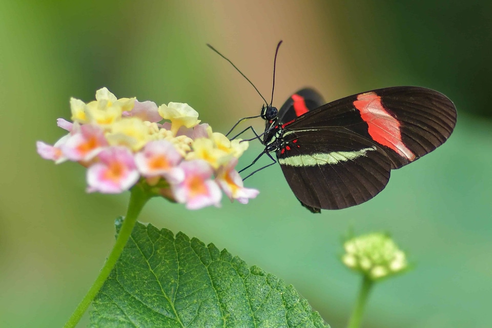 Animal arthropod beautiful flowers