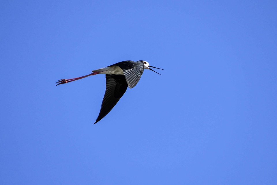 Animal avian beak