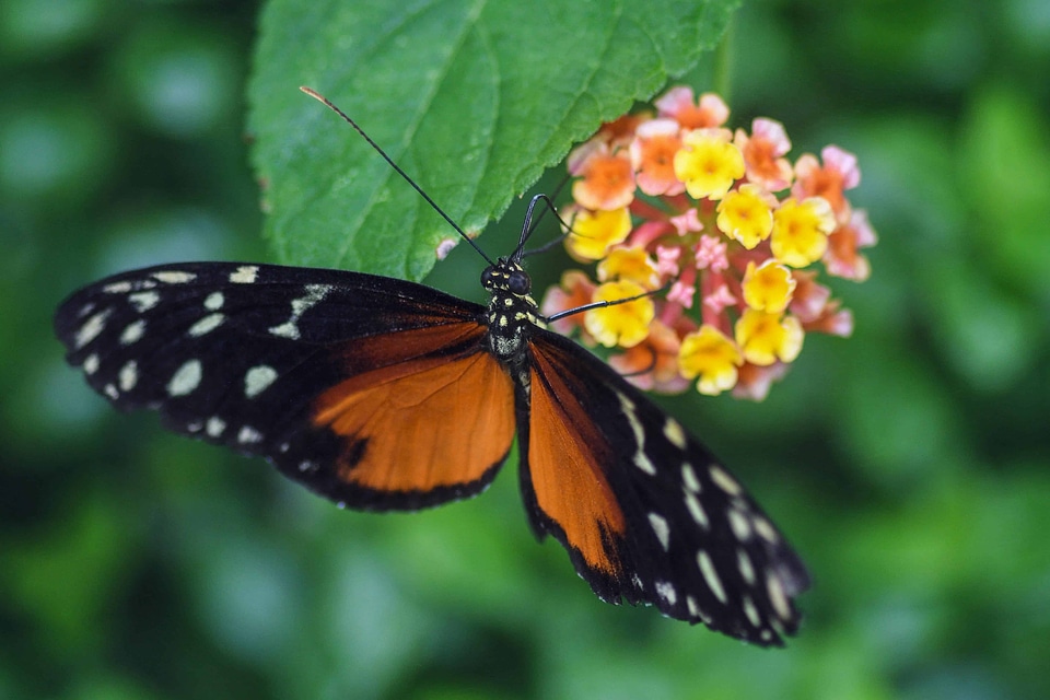 Animal arthropod beautiful flowers