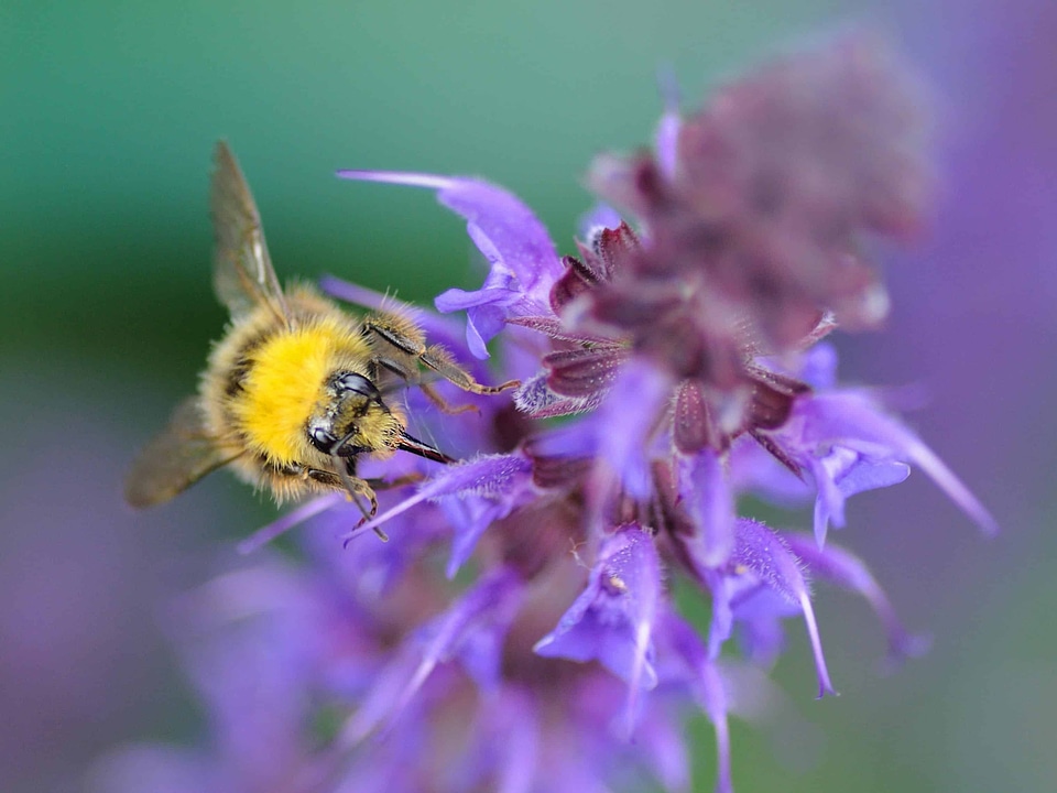 Animal arthropod beautiful flowers