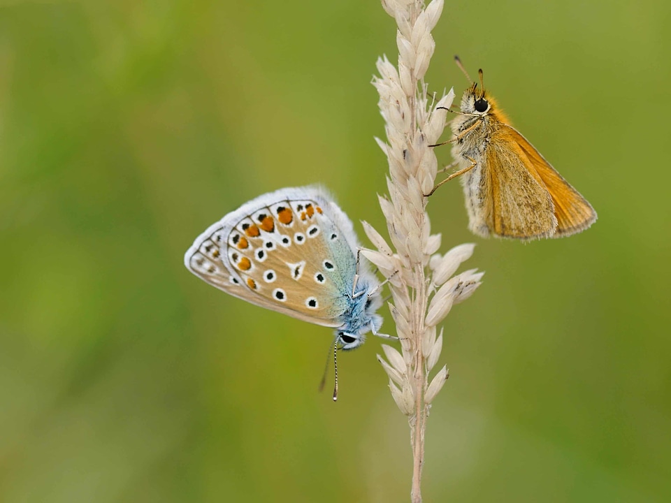 Animal arthropod bloom