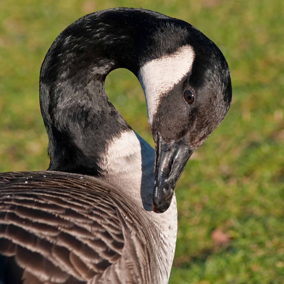 Animal avian beak photo