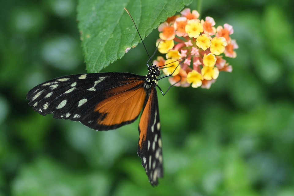 Animal arthropod beautiful flowers