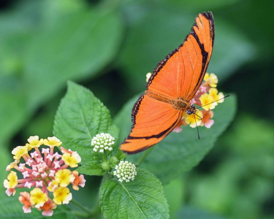 Animal arthropod beautiful flowers