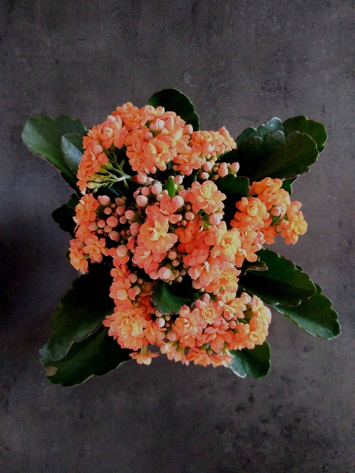 Beautiful Flowers blooming blossom